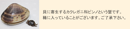 貝に寄生するカクレガニ科ピンノという蟹です。稀に入っていることがございます。ご了承下さい。